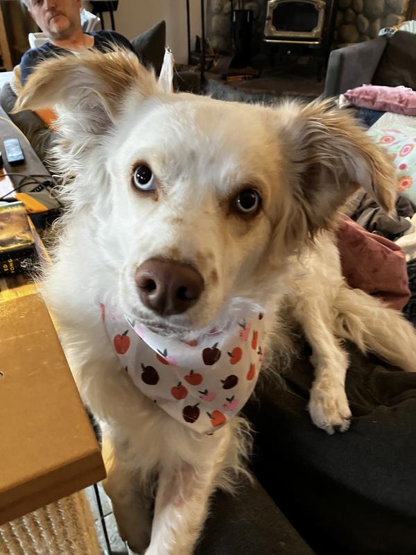 My dog sporting her new autumn look