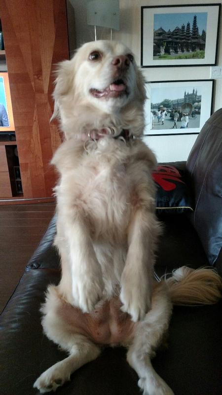 Goldie wanting attention