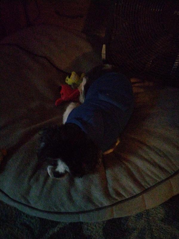 Einnie in his blue hoodie 💙