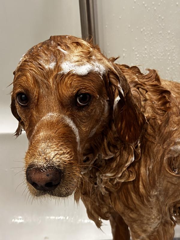 Him’s not a happy boy at bath time… but the product helps with his environmental skin issues and he smells amazing when it’s all said and done!