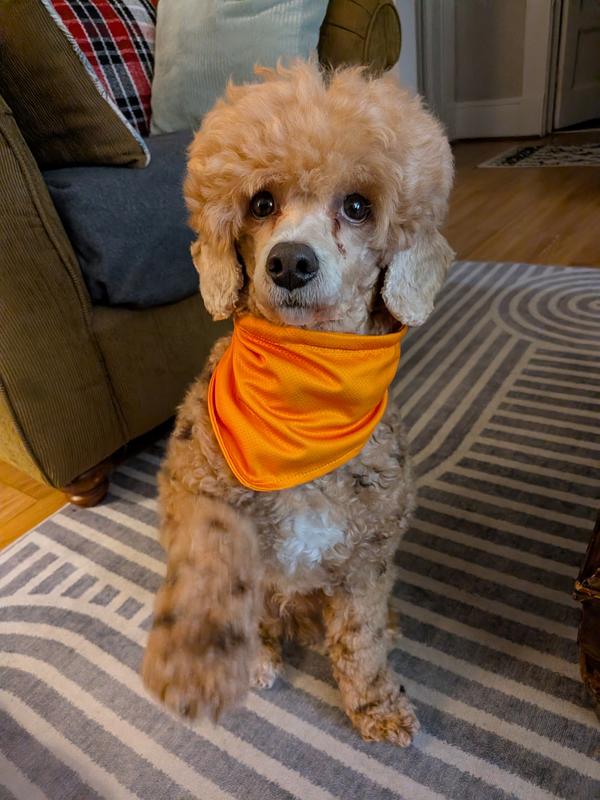 Fits my 17lb miniature poodle just right