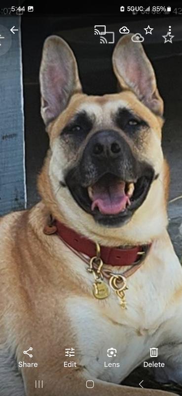 Maya also agrees 🐾