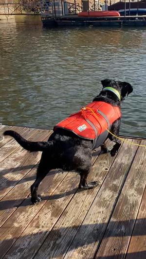 L on a small black lab mix, handles tied together.