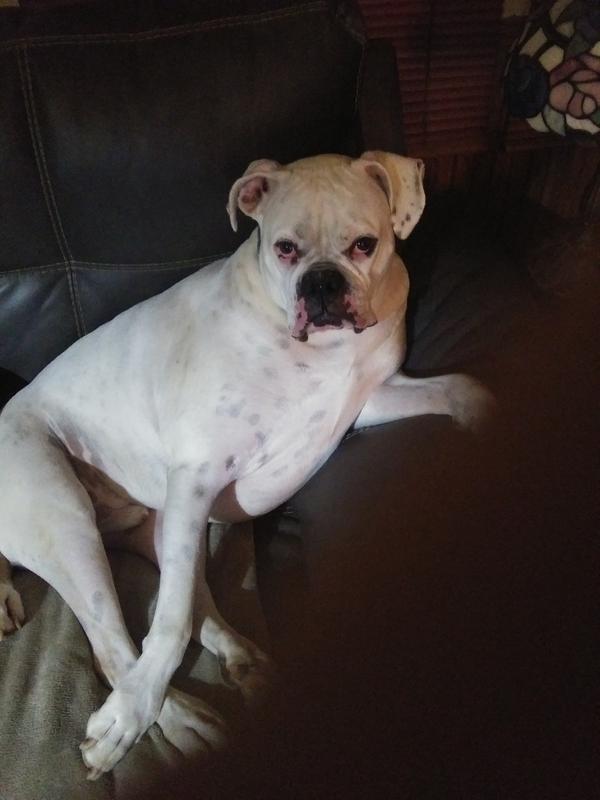 This is DUX, my picky eater!!
