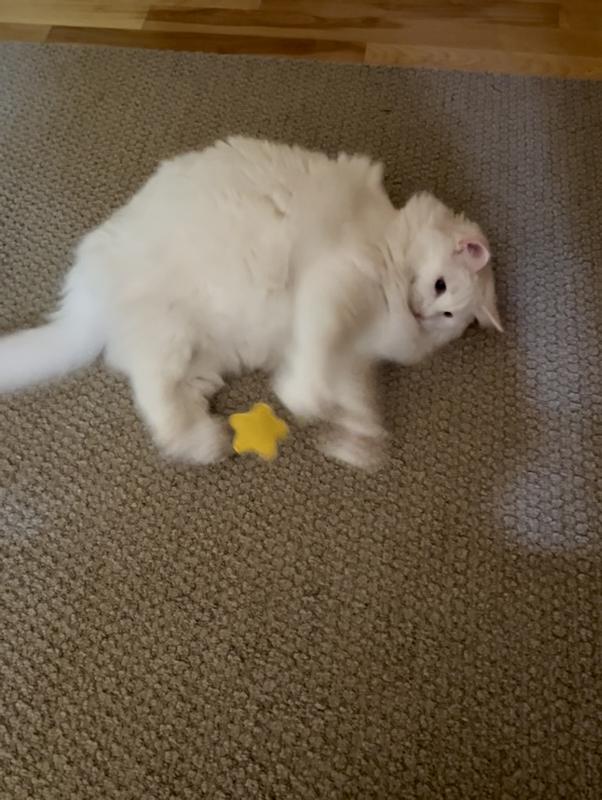 This little yellow flower makes this kitty crazy and hop all around flipping it in the air!