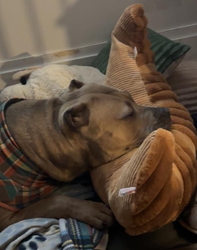 Sleepies with the croissant 🥐