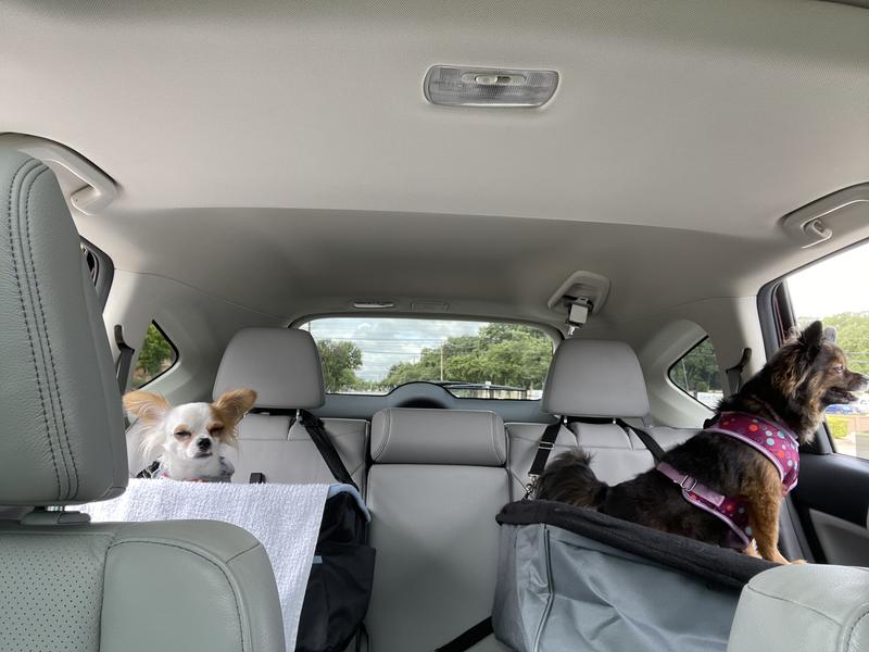 My dogs love safe car rides