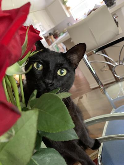 Flash smelling the roses