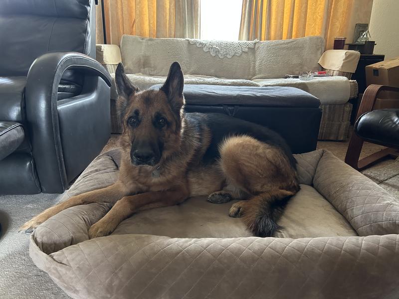 This is the Jumbo dog bed .