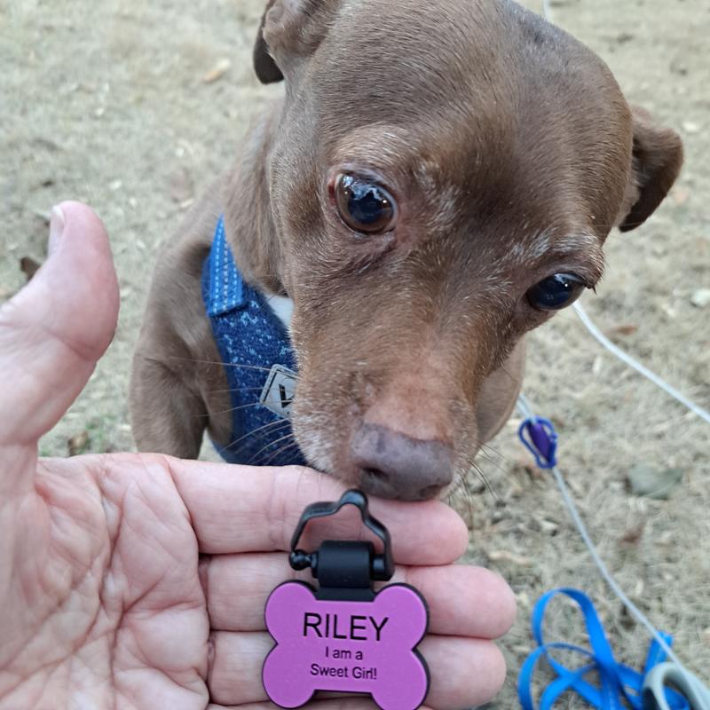 Miss Riley loves  her new dog tag