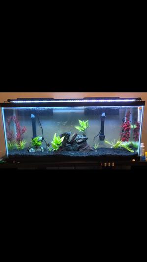 Day 5 after a 25% water change