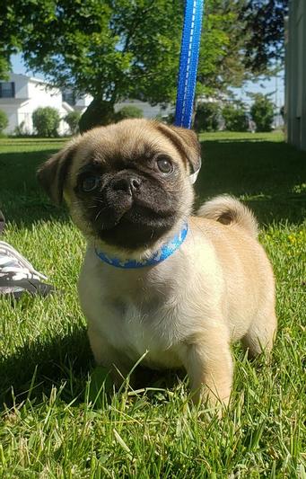 My 8 week old pug, Frank.