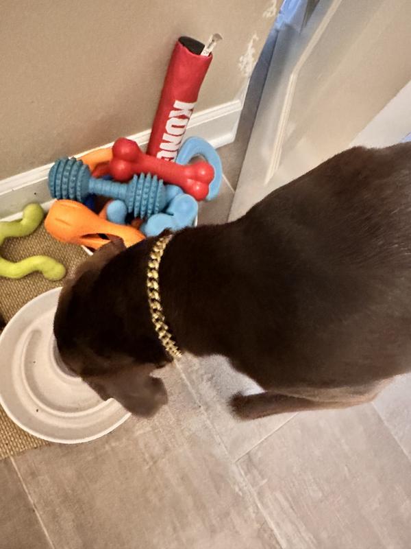 Sparky eating his food