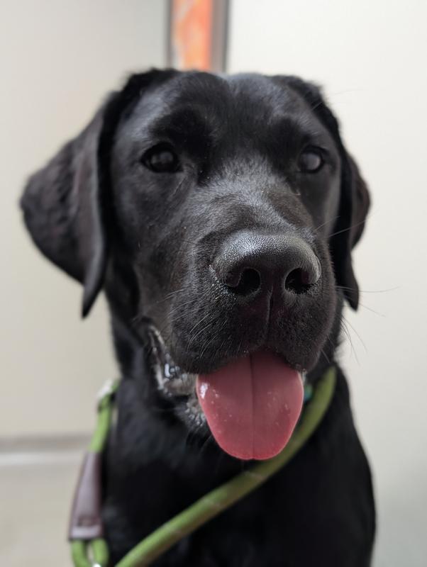 That focus achieved with the help of these treats