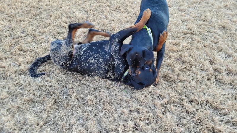 Aforementioned goobers