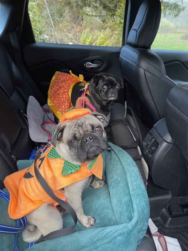 Taking the kids trick or treating!!