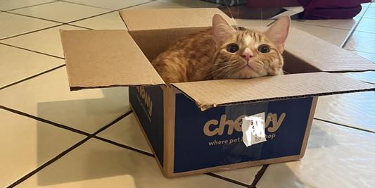 Cheddar Loves Chewy!