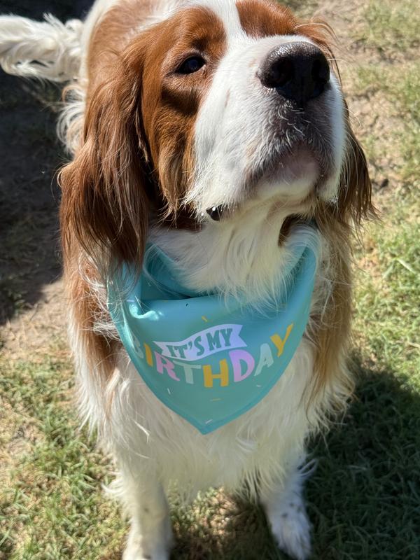 Miles and his birthday bandana