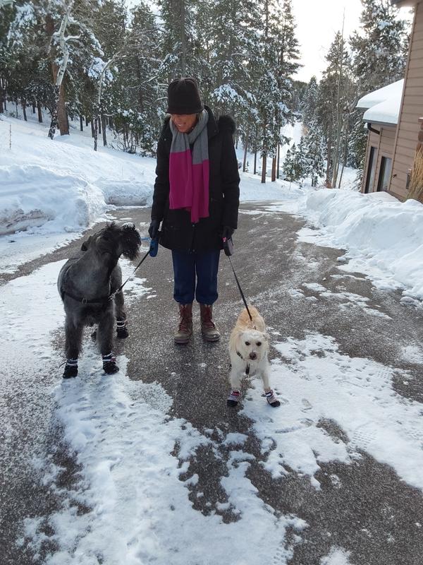 BARK BRITE All Weather Reflective Neoprene Dog Boots, 4 count, Small