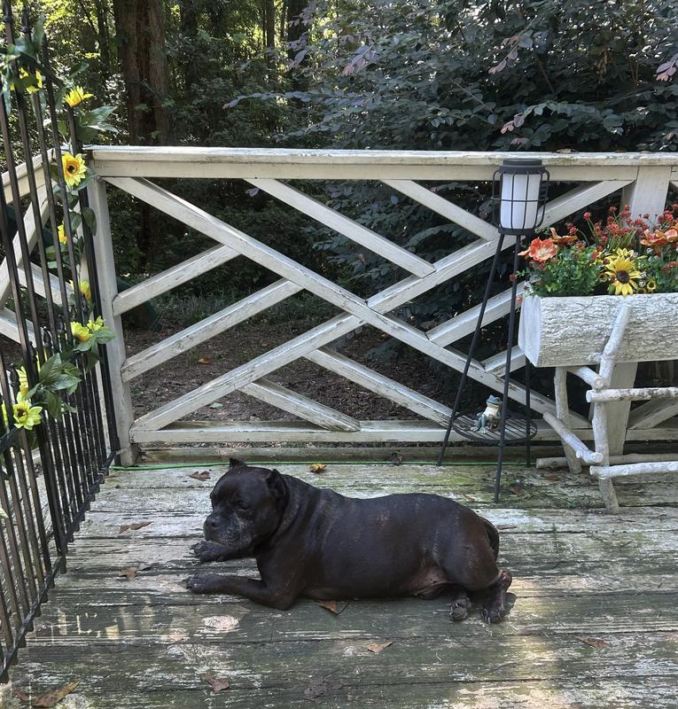 Menace enjoying being a shady porch potato