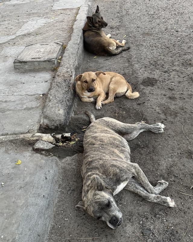 Our neighborhood pack of sweet, gentle, loving, street dogs