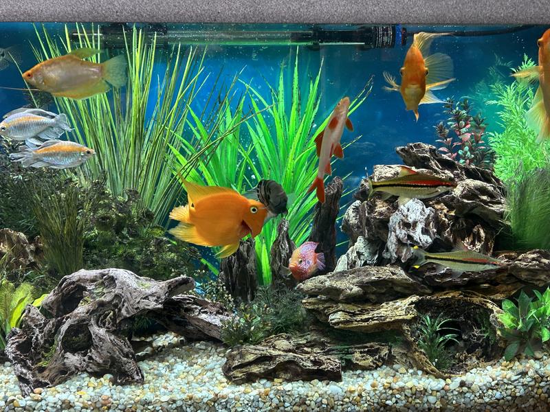 Heavily stocked 75gallon Aquarium