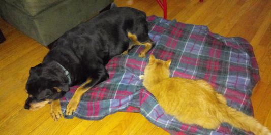 Sister and Brother enjoy each other's company.