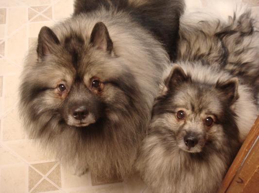 Brother & Sister Keeshonds: Romeo, age 3.5 (left) and Pancake age 8 (right)