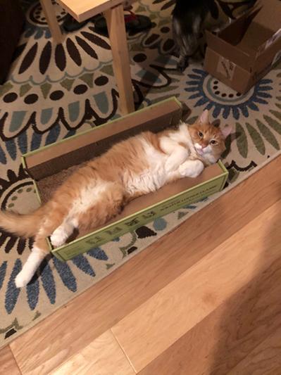 Bear, my orange floof LOVES this paste and loves not having hairballs anymore