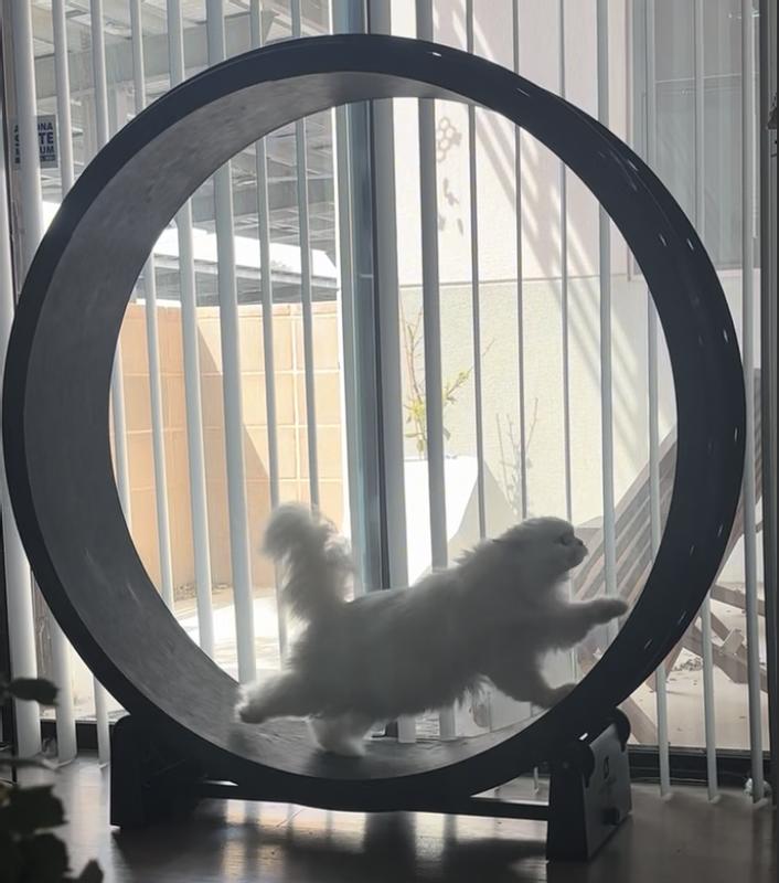 Product Reviews for ONE FAST CAT Gen 7 Cat Exercise Wheel