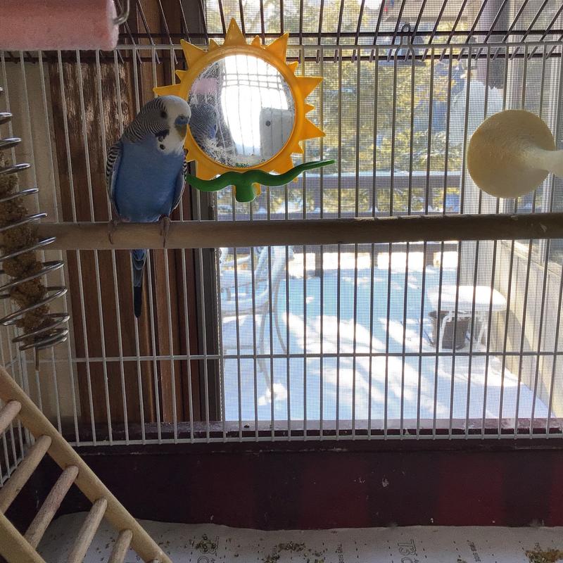 Waiting for his crunch sticks.