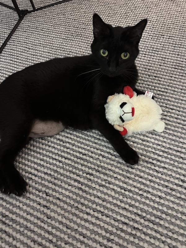 Molly loves her new crinkle toy!