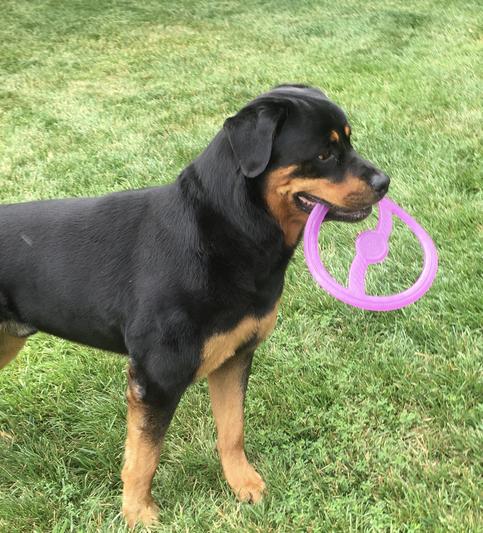 Bionic dog outlet frisbee