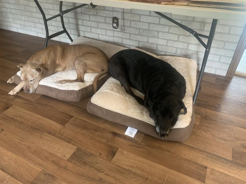our black lab mix (95 pounds) and our pittie mix (78 pounds).