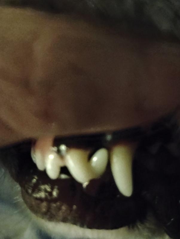 Bella's teeth.