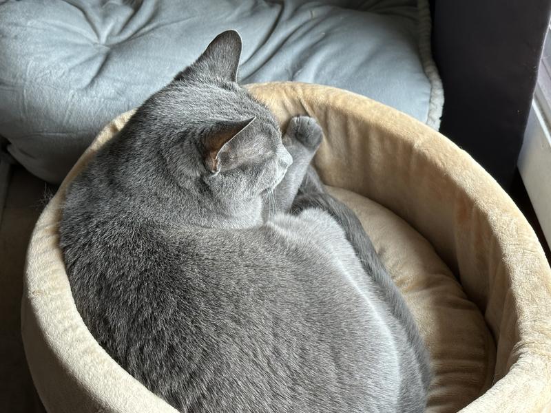 Our 13 year old enjoying her new bed :)!