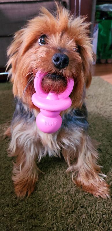 KONG - Puppy Binkie - Soft Teething Rubber, Treat Dispensing Dog Toy – KOL  PET