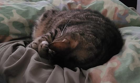 She went into full play mode after a tasty breakfast, then food coma