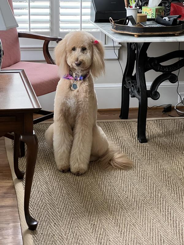 Daisy loves Chewy’s!