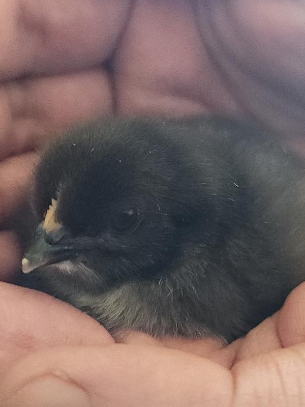 Lovely Olive Egger chick