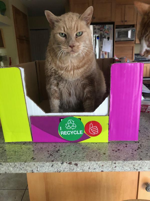 He's not happy being constipated. 😿