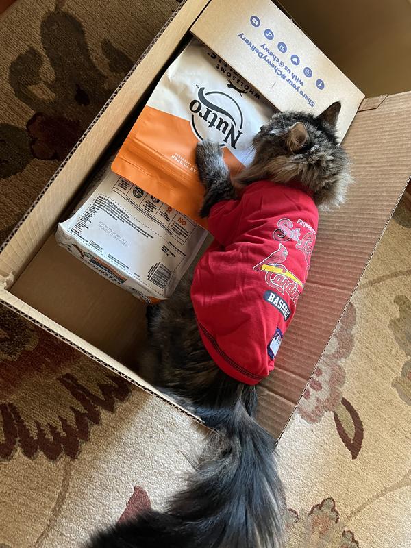 Matilda modeling her new jersey in her favorite box.