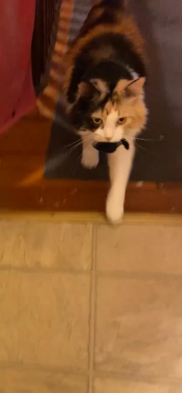 From a video of Ruby playing fetch with her mouse toy