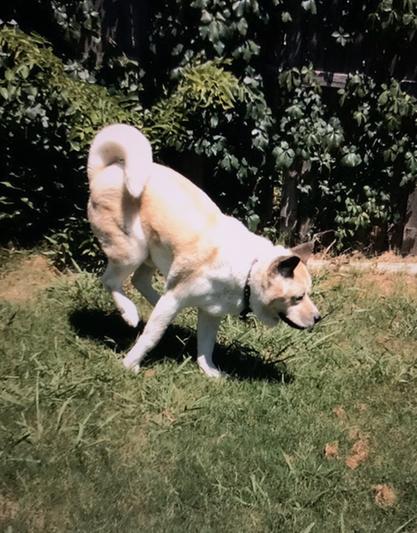 You can see his muscle, even though he is a floof boi