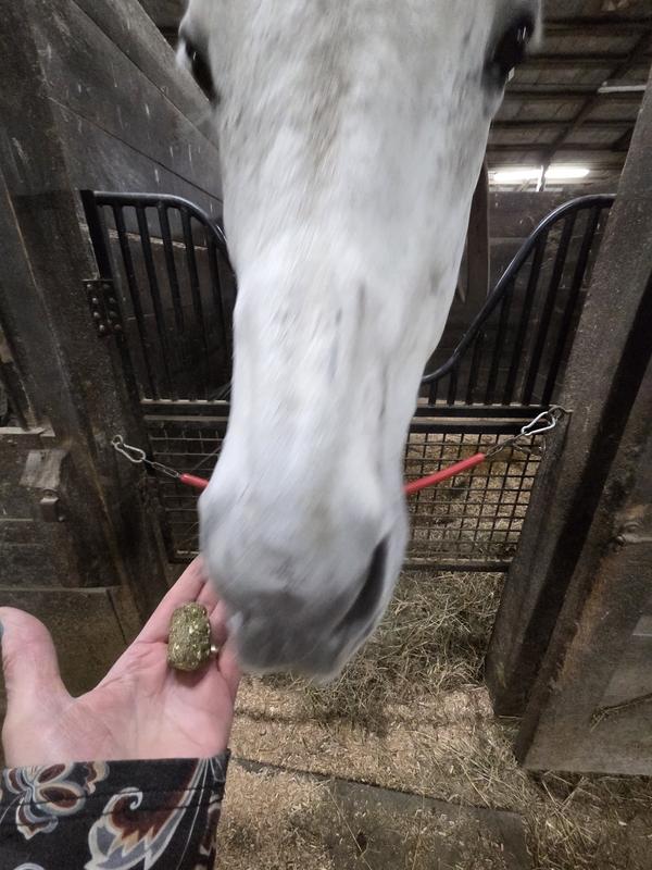 Picky eater OTTB