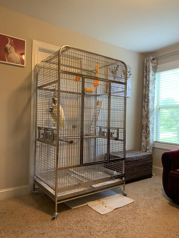 Umbrella cockatoo big boy.