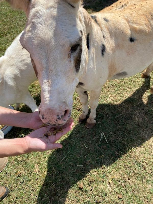 Hank Eating the Fiberforce