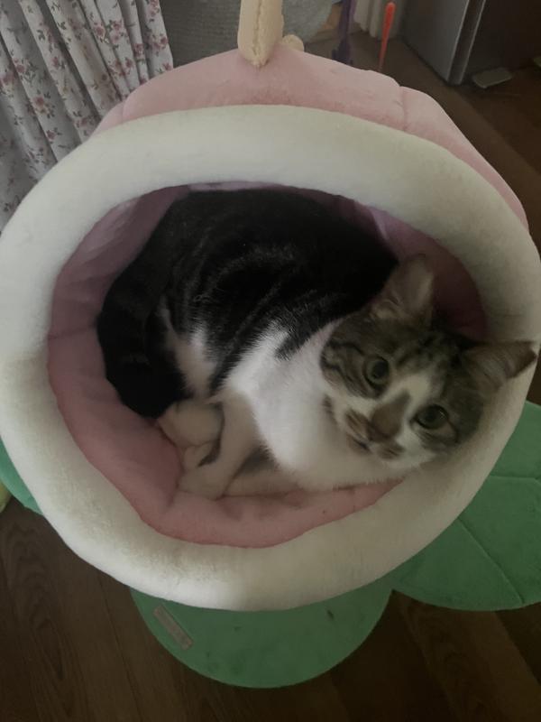 Miss Kitty loves Audrey II!