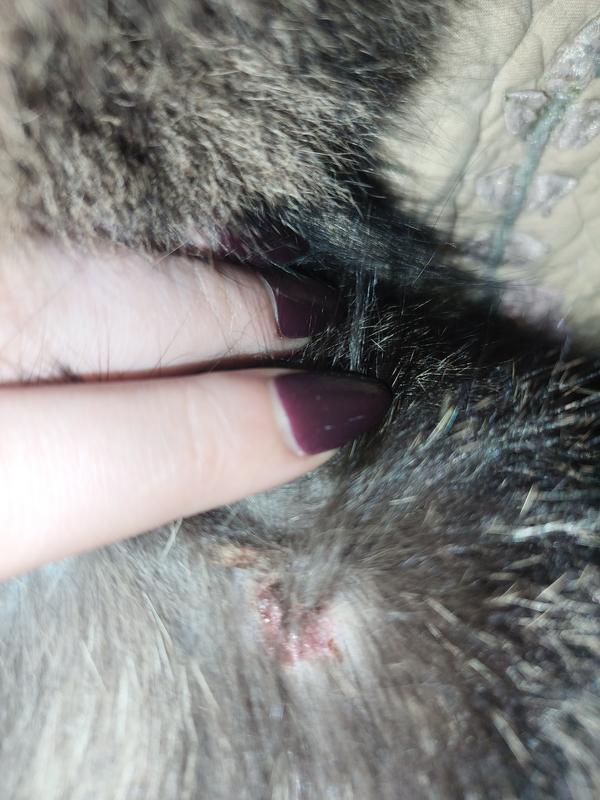Started noticing sores after pill