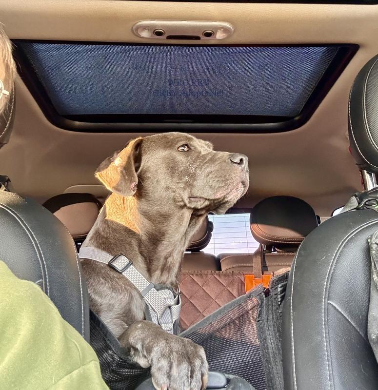 Adoptable pit bull mix Grey needs to touch his mom.